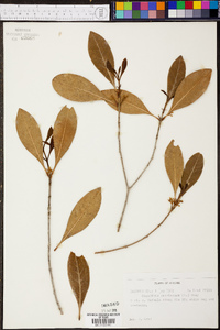 Osmanthus americanus image