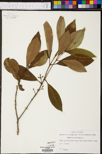 Osmanthus americanus image