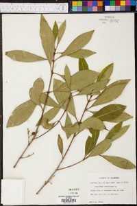 Osmanthus americanus image