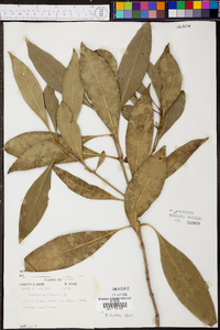 Osmanthus americanus image