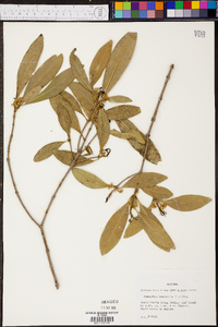 Osmanthus americanus image