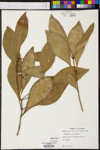 Osmanthus americanus image