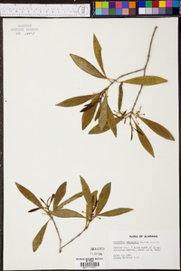 Osmanthus americanus image