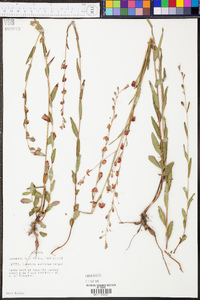 Ludwigia maritima image