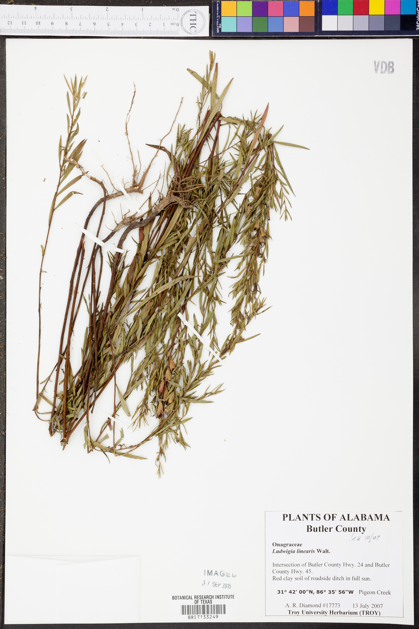 Ludwigia linearis image