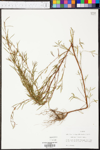 Ludwigia linearis image