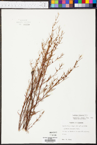 Ludwigia linearis image