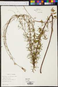 Oenothera filipes image