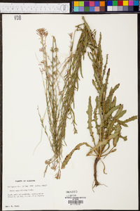 Oenothera simulans image