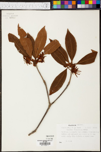 Illicium floridanum image