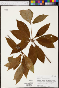 Illicium floridanum image