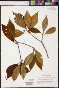 Illicium floridanum image