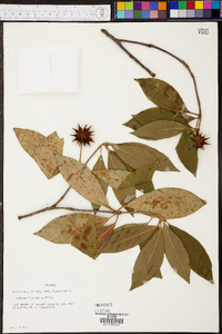 Illicium floridanum image