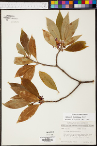 Illicium floridanum image