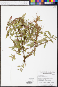 Ludwigia glandulosa image