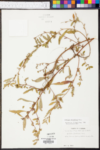 Ludwigia glandulosa image