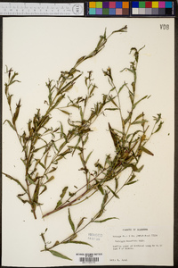 Ludwigia decurrens image