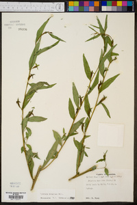 Ludwigia decurrens image