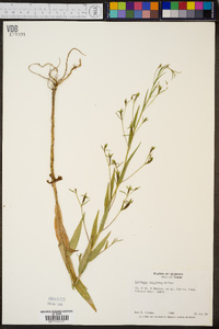 Ludwigia decurrens image