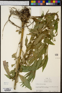 Ludwigia decurrens image