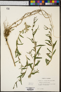 Ludwigia decurrens image