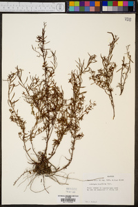 Ludwigia linifolia image