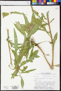 Ludwigia leptocarpa image