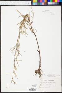 Ludwigia linearis image