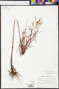 Ludwigia linearis image