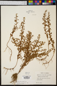 Ludwigia microcarpa image