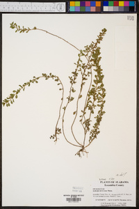 Ludwigia microcarpa image