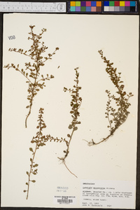 Ludwigia microcarpa image