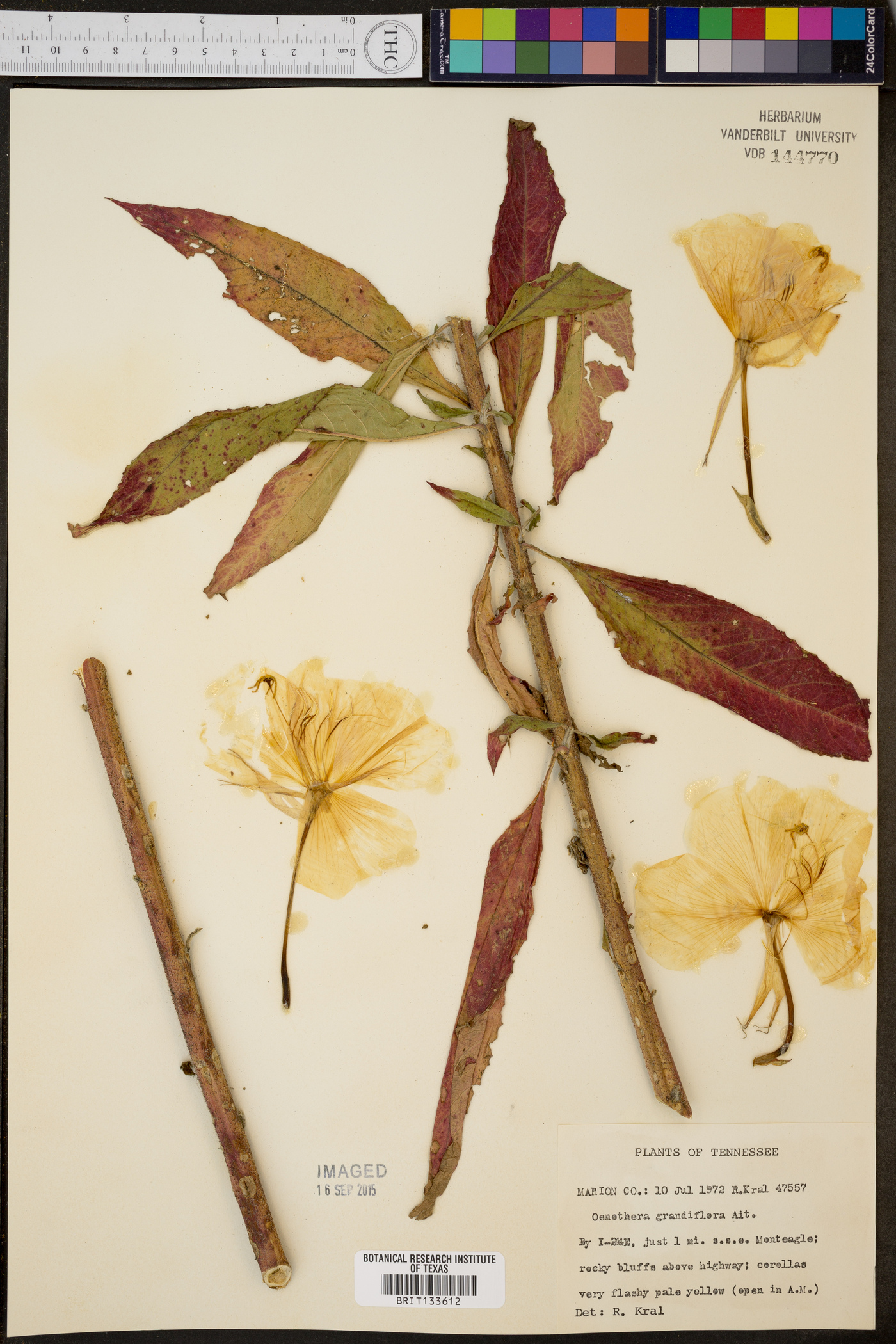 Oenothera grandiflora image