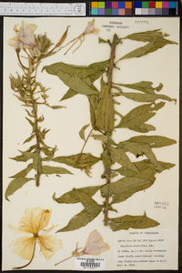 Oenothera grandiflora image