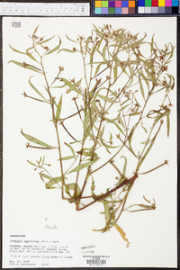 Ludwigia leptocarpa image