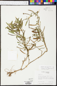 Ludwigia leptocarpa image