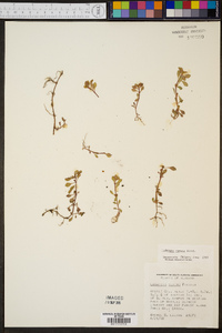 Ludwigia repens image