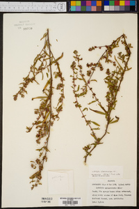 Ludwigia sphaerocarpa image