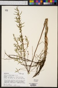 Ludwigia sphaerocarpa image