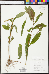 Ludwigia decurrens image