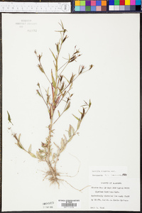 Ludwigia decurrens image