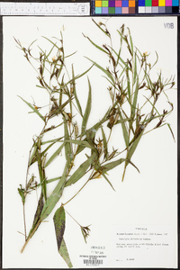 Ludwigia decurrens image