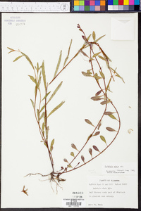 Ludwigia alata image