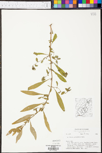 Ludwigia glandulosa image