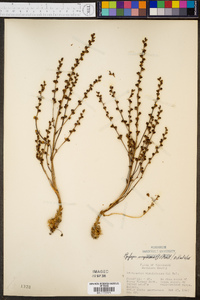 Epifagus virginiana image