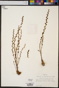 Epifagus virginiana image