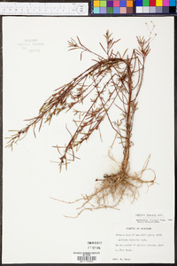 Ludwigia linearis image