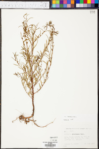 Ludwigia linearis image