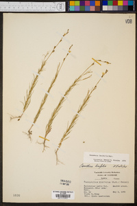 Oenothera linifolia image