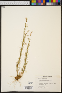 Oenothera linifolia image